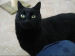 Today’s featured cat: DANA