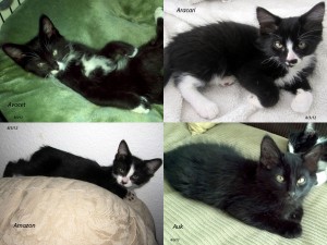 A-name litter of kittens, born 5/4/12