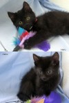 Today’s featured kittens: Babbler and Blackbird!