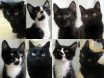 End of summer Black Cat Blowout!