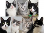 New adoptable cats and kittens 10-4-12