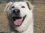New adoptable dog: Romeo