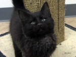 Featured cats: our leftover kittens!