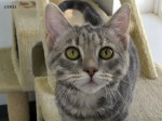 Today’s featured cat: ICICLE!