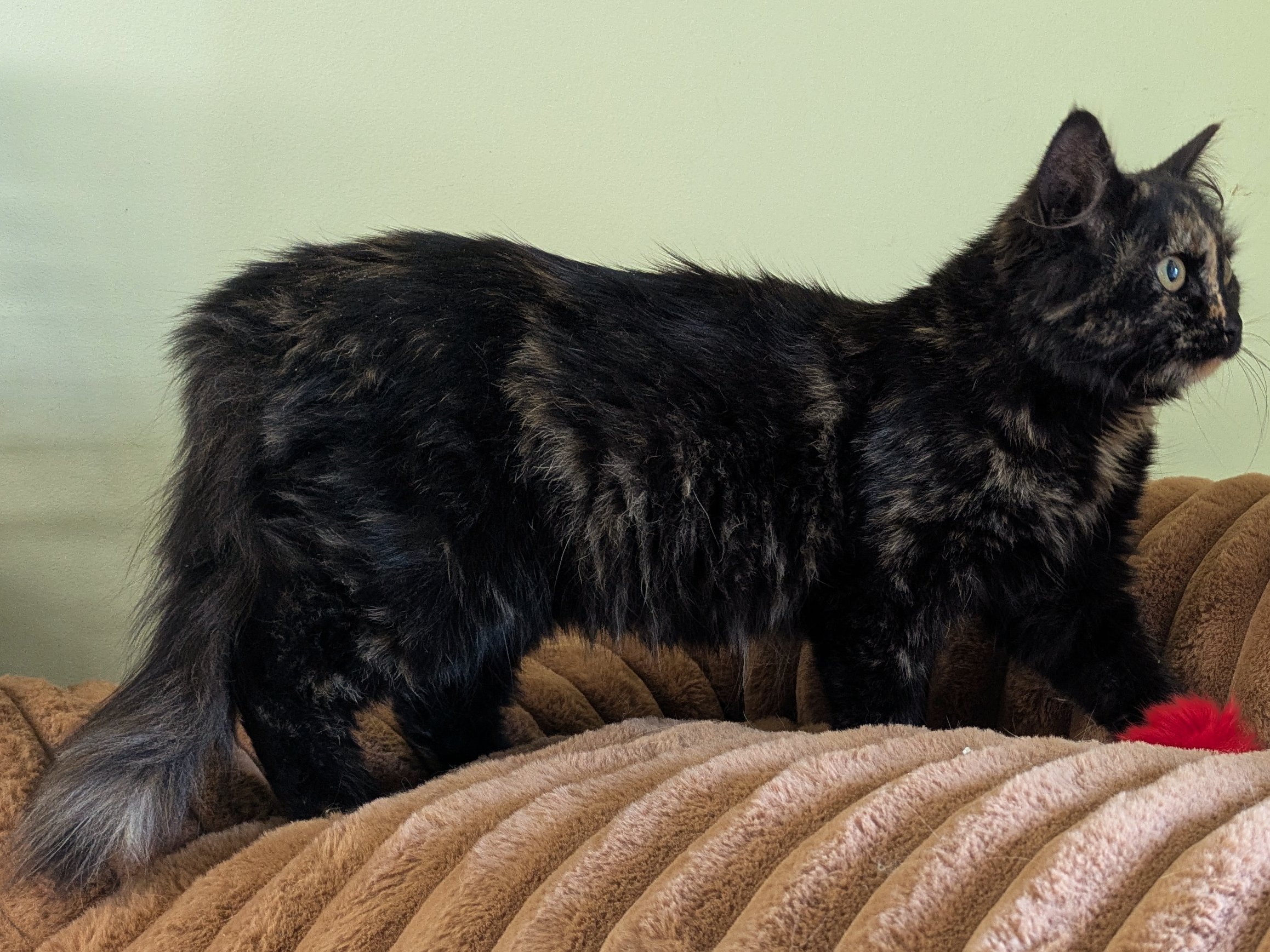Shadow, kitten adopted from Forget Me Not Animal Shelter of Ferry County