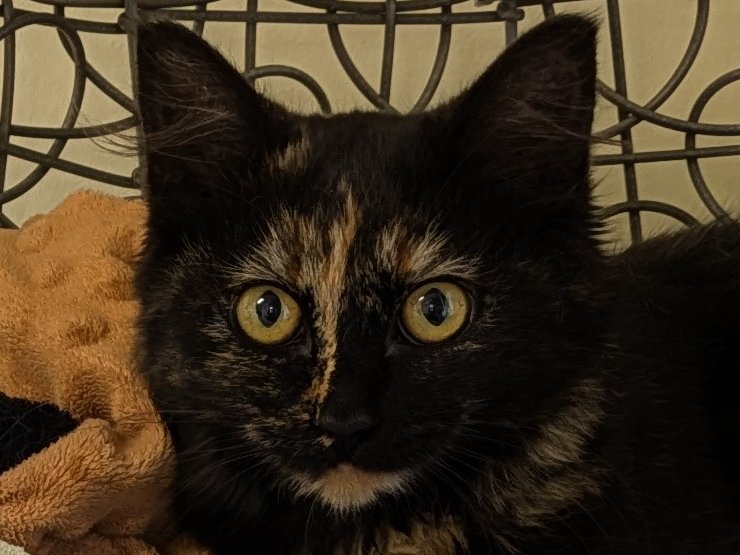Shadow, kitten adopted from Forget Me Not Animal Shelter of Ferry County