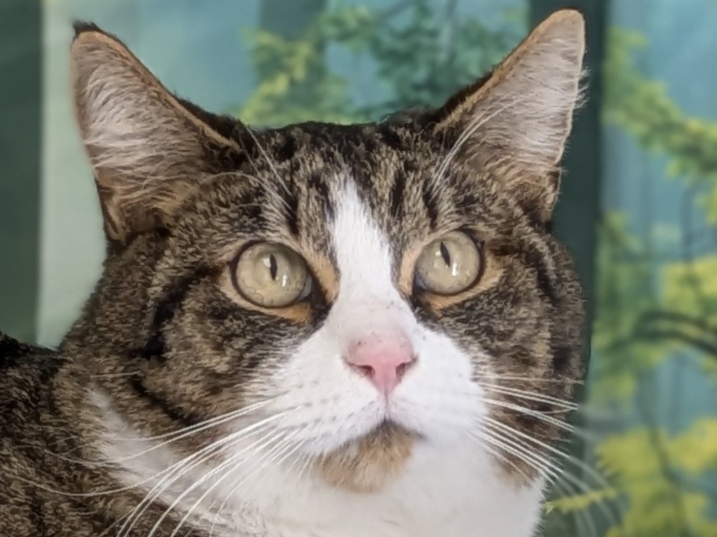Emu, cat adopted from Forget Me Not Animal Shelter of Ferry County