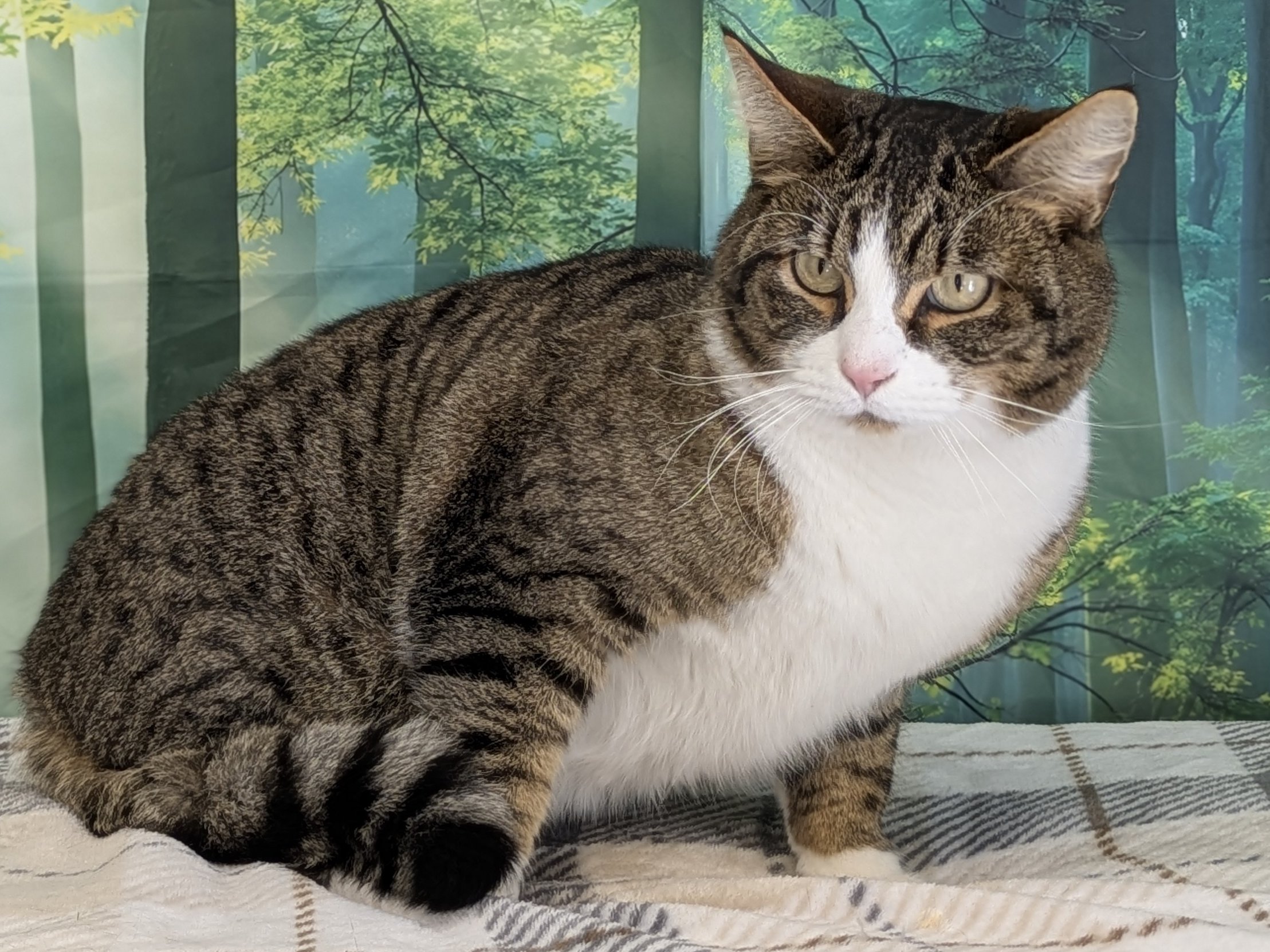 Emu, cat adopted from Forget Me Not Animal Shelter of Ferry County