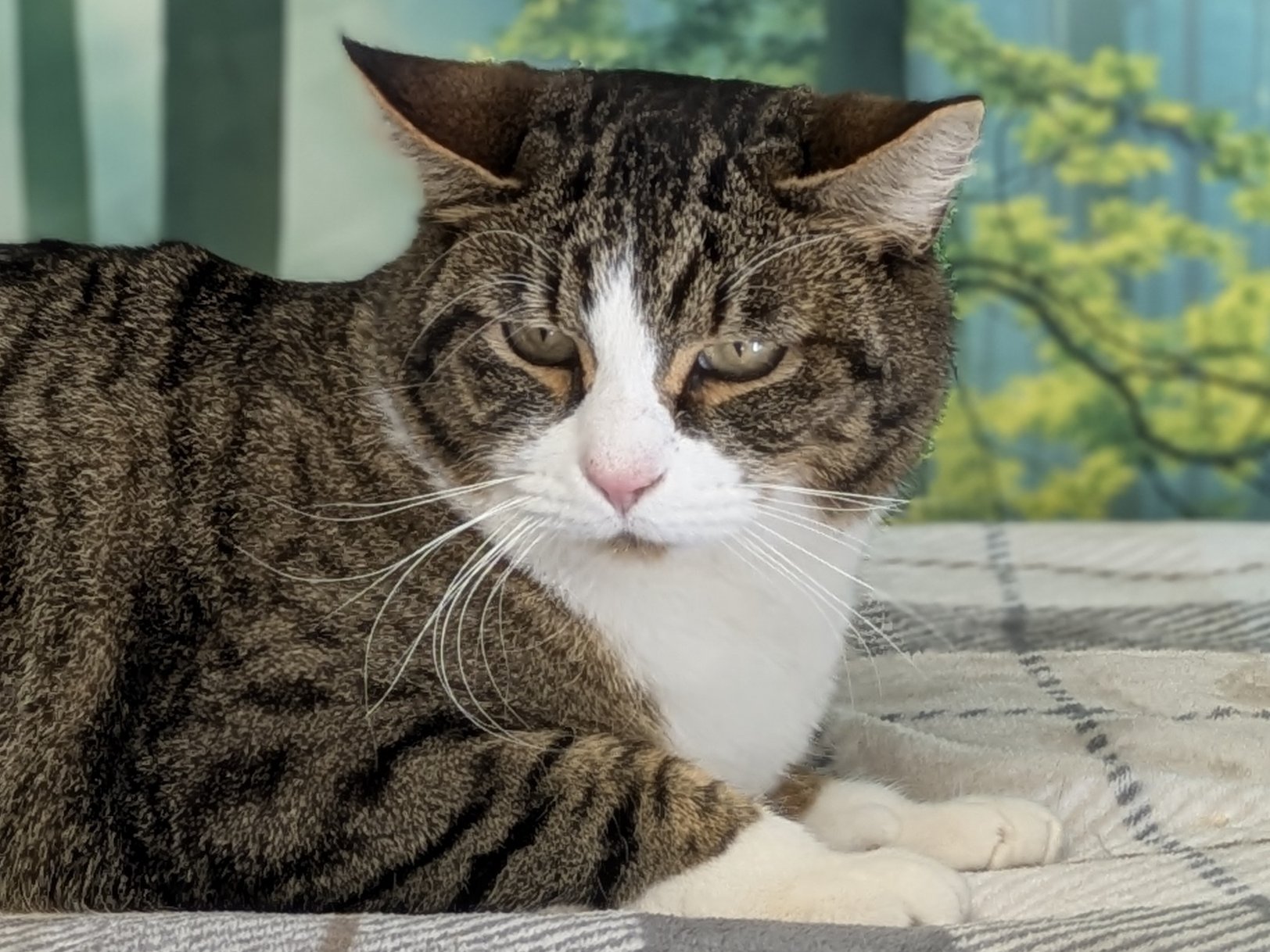 Emu, cat adopted from Forget Me Not Animal Shelter of Ferry County