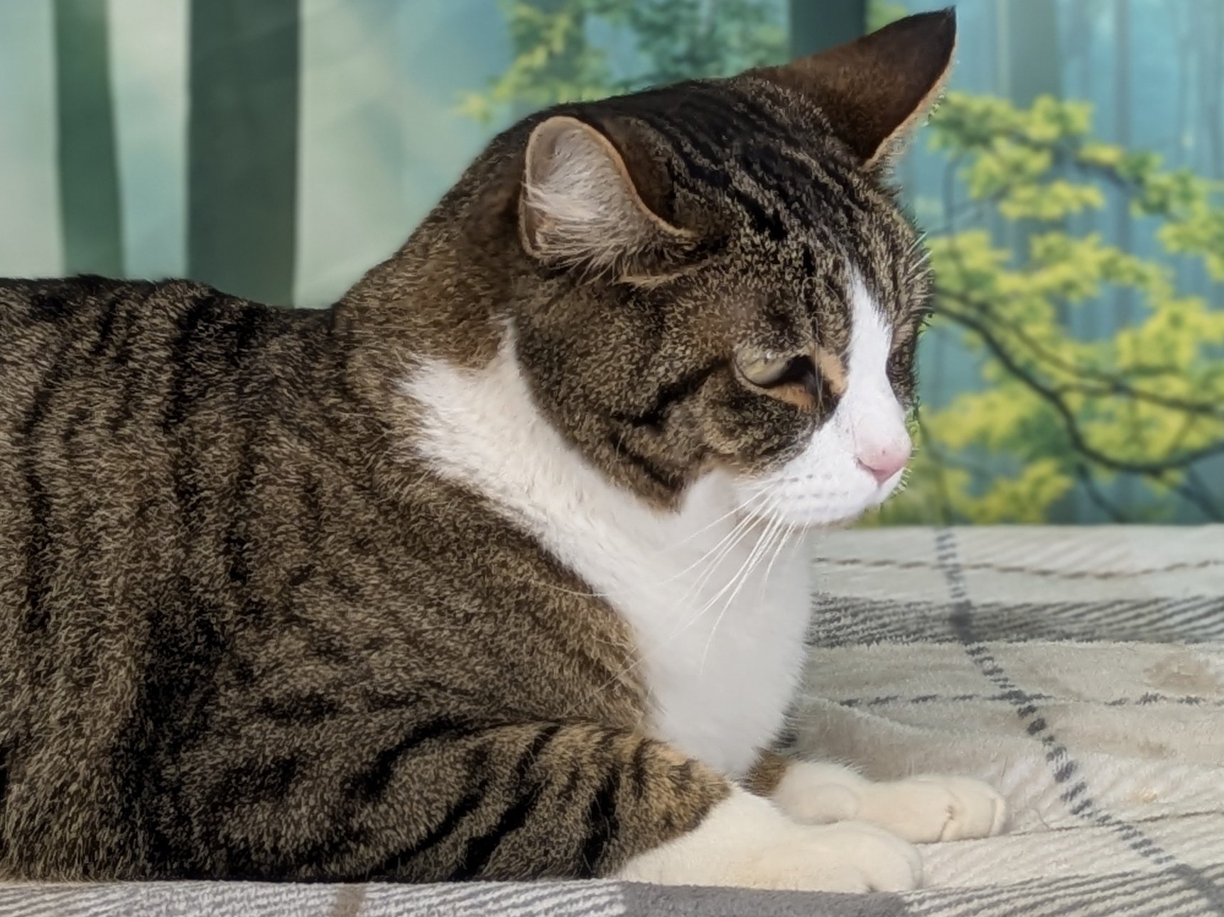 Emu, cat adopted from Forget Me Not Animal Shelter of Ferry County