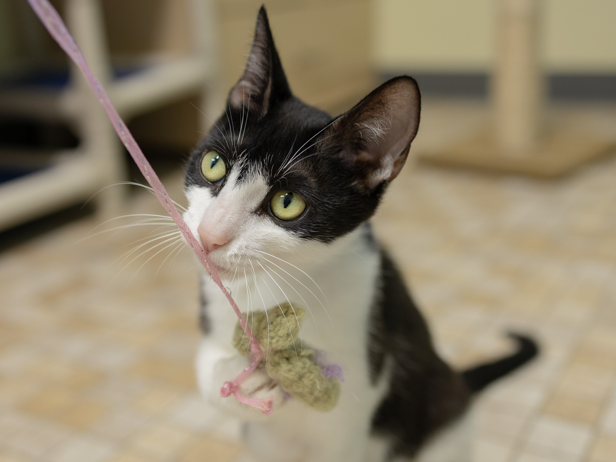 Spring, cat adopted from Forget Me Not Animal Shelter of Ferry County