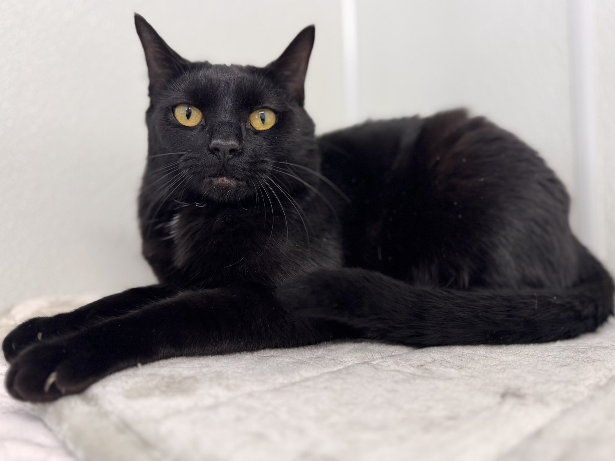 Tux SHY CAT SPECIAL, cat adopted from Forget Me Not Animal Shelter of ...
