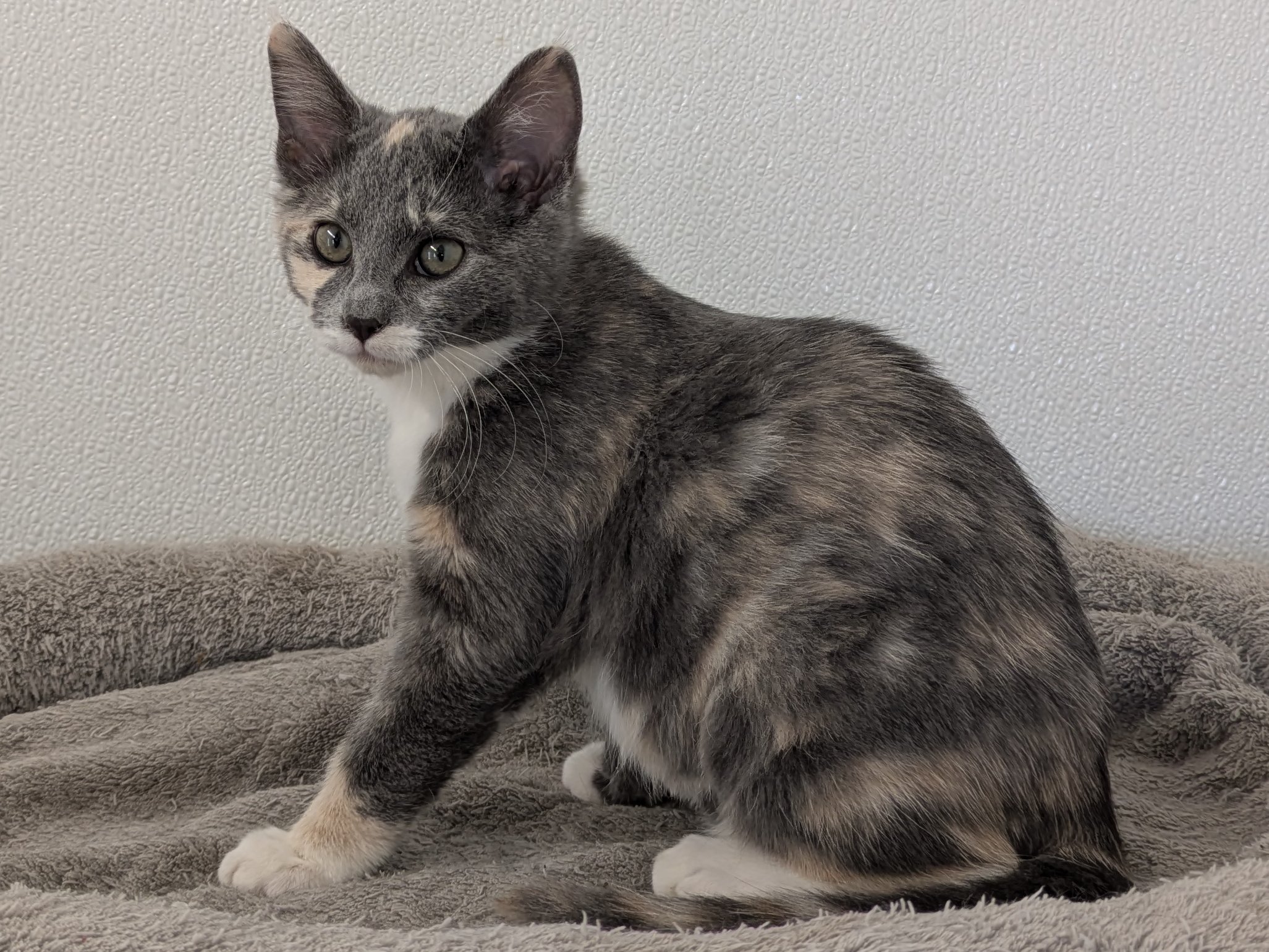 Baby Ruth, kitten adopted from Forget Me Not Animal Shelter of Ferry County