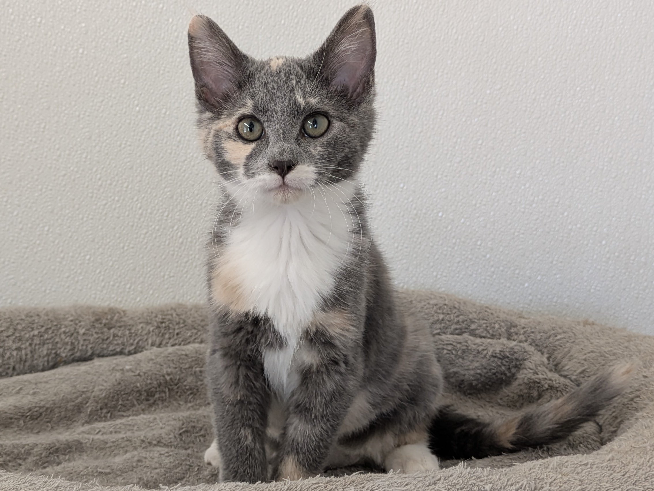 Baby Ruth, kitten adopted from Forget Me Not Animal Shelter of Ferry County