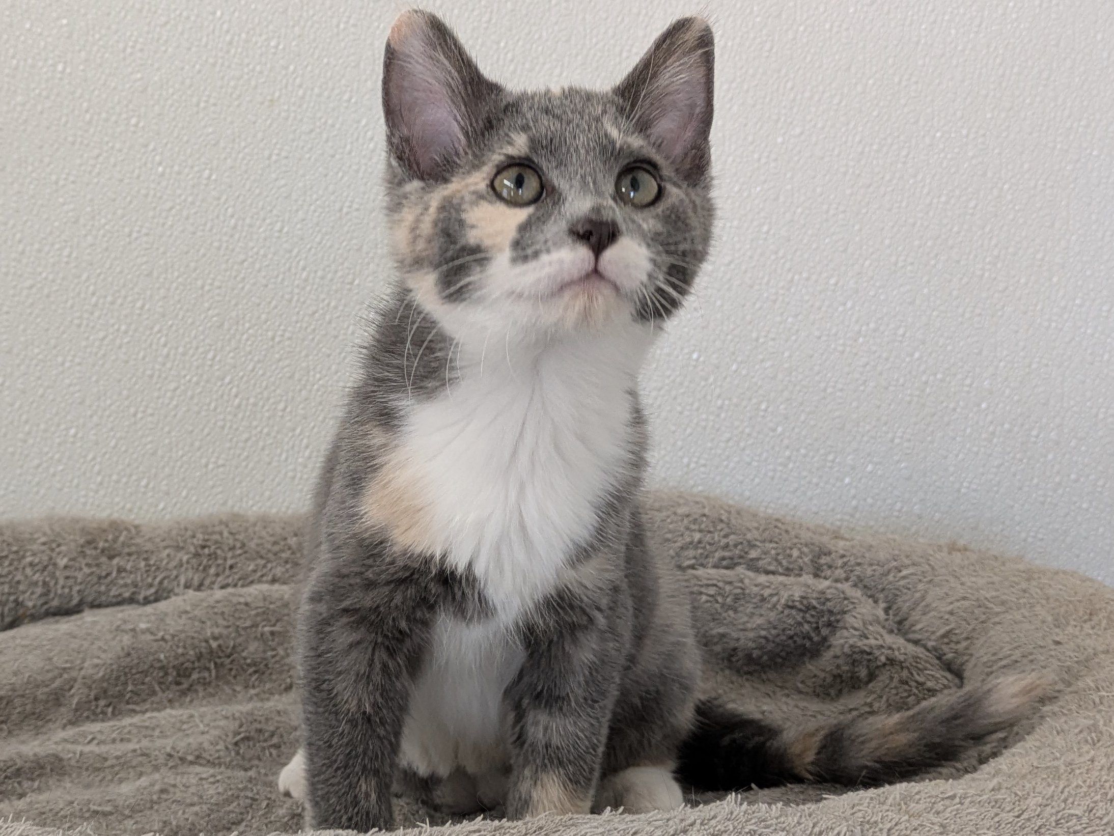 Baby Ruth, kitten adopted from Forget Me Not Animal Shelter of Ferry County