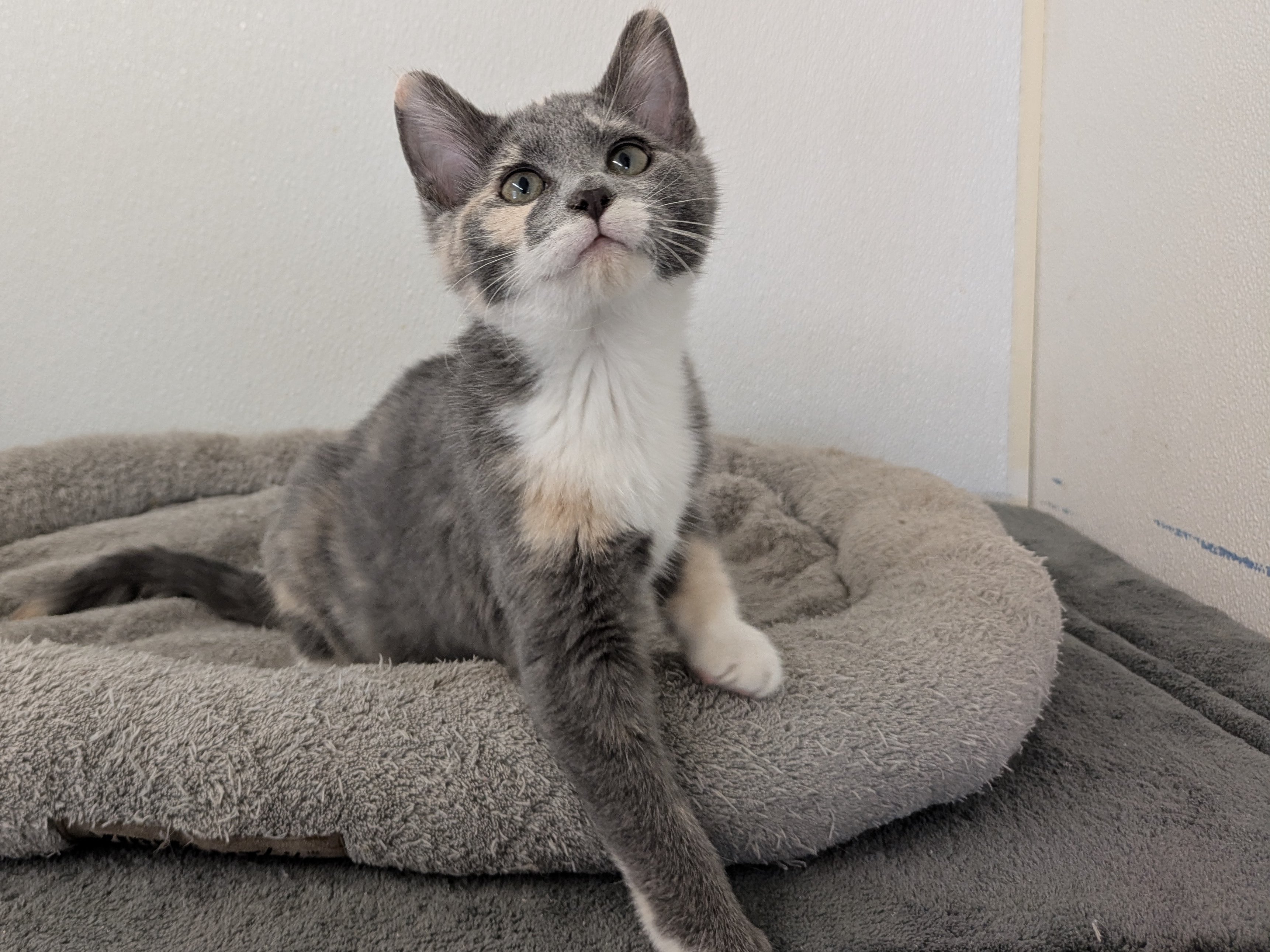 Baby Ruth, kitten adopted from Forget Me Not Animal Shelter of Ferry County