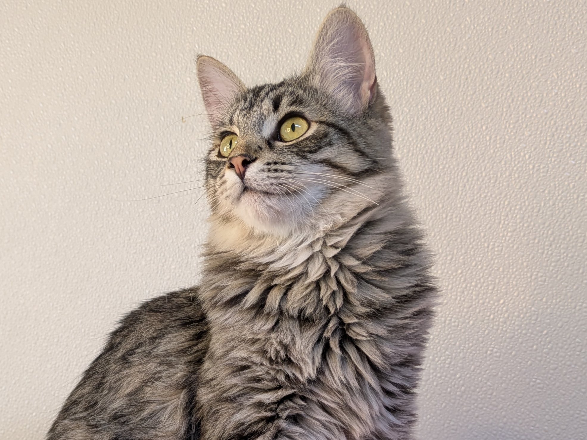 Ruffles SHY CAT SPECIAL, cat adopted from Forget Me Not Animal Shelter ...
