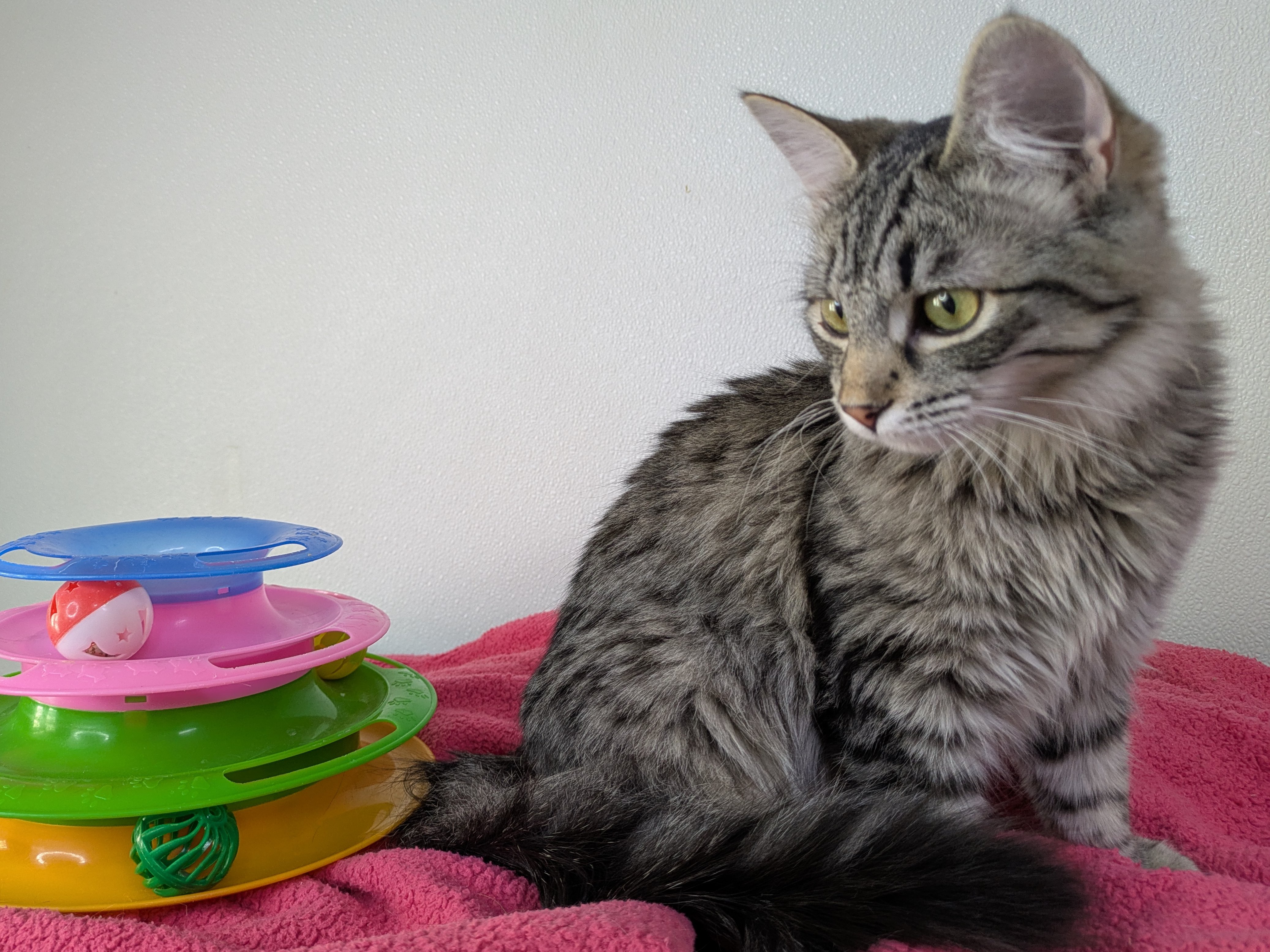 Ruffles SHY CAT SPECIAL, cat adopted from Forget Me Not Animal Shelter ...