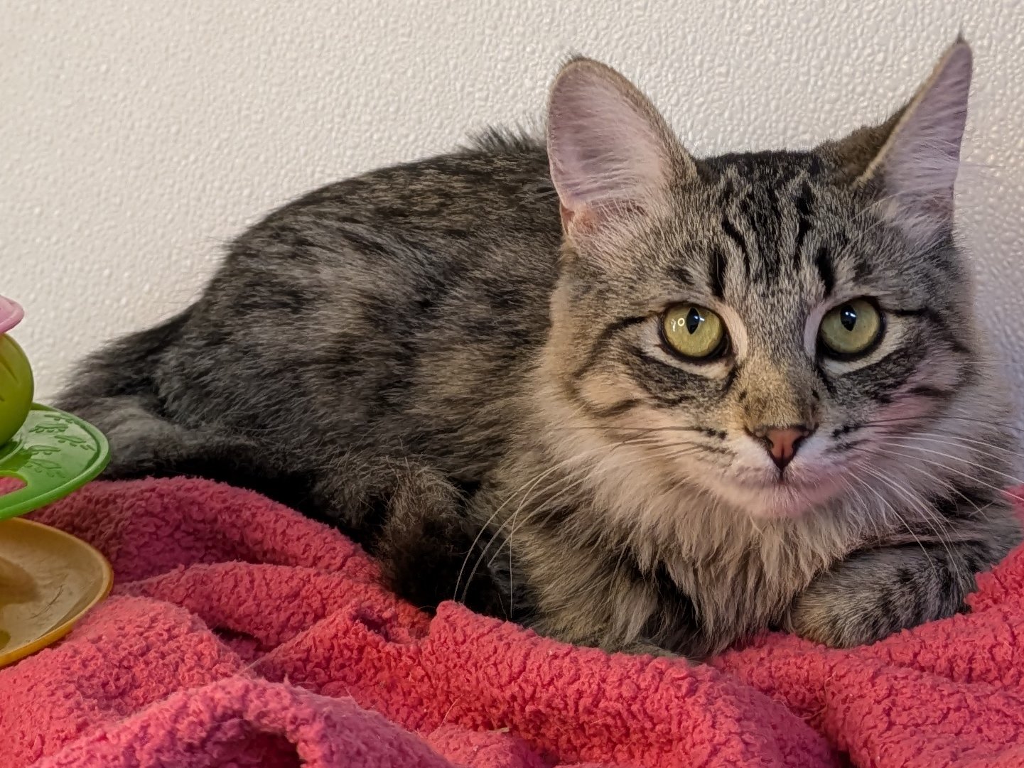 Ruffles SHY CAT SPECIAL, cat adopted from Forget Me Not Animal Shelter ...