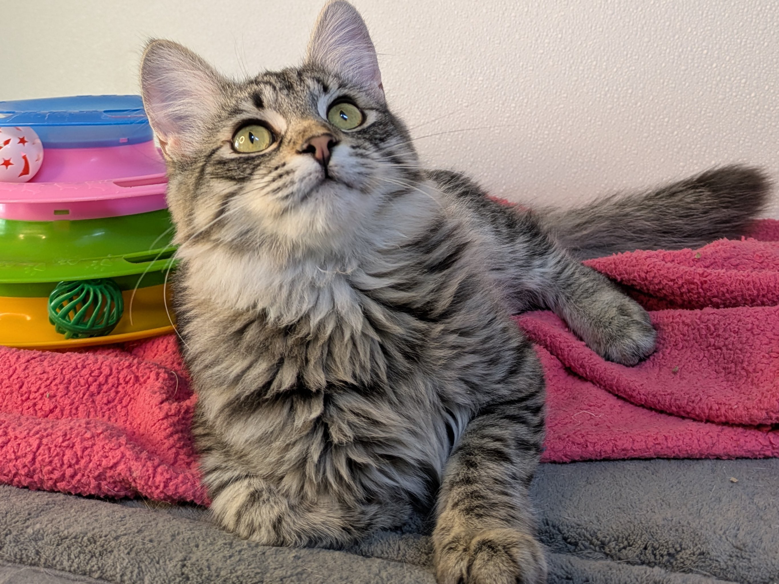 Ruffles SHY CAT SPECIAL, cat adopted from Forget Me Not Animal Shelter ...