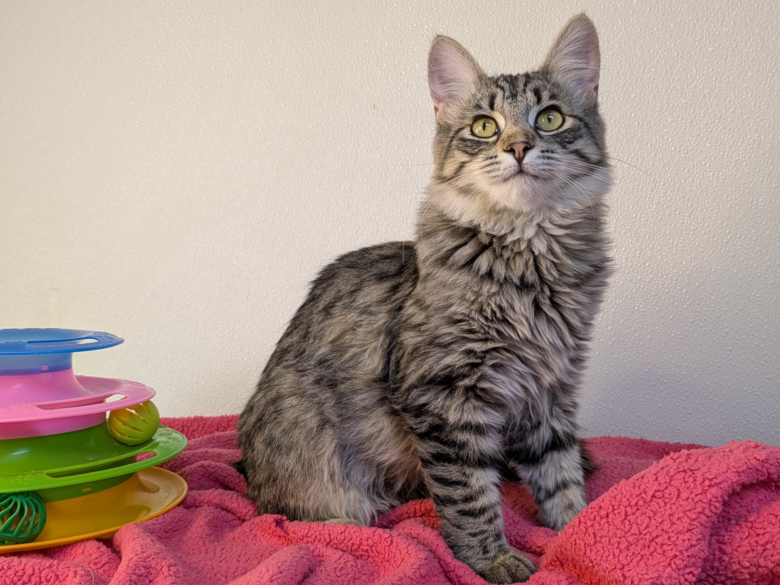 Ruffles SHY CAT SPECIAL, cat adopted from Forget Me Not Animal Shelter ...